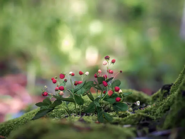 Photo of Wild strawberry. Moss