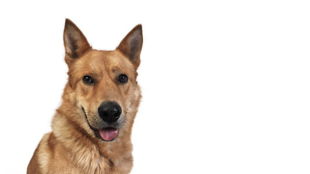 istock portrait of big red dog 905859464