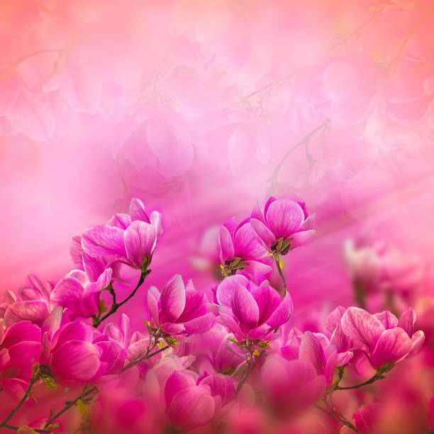 istock Blossoming of magnolia flowers in spring time 905859506