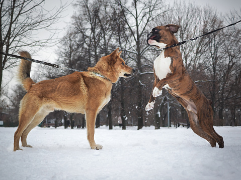 Two different breeds of dogs meet on a walk. The boxer jumps high