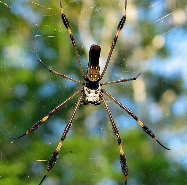 Costa Rican Spider stock photo