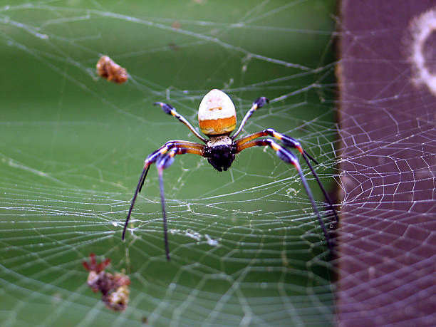 Costa Rica Spider Web stock photo