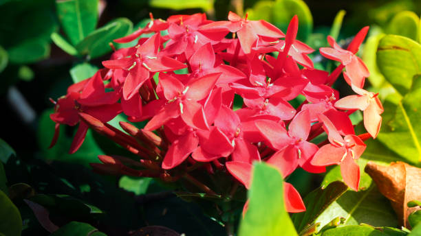 Blooming red Ixora siamensis flower. Blooming red Ixora siamensis flower. Background siamensis stock pictures, royalty-free photos & images