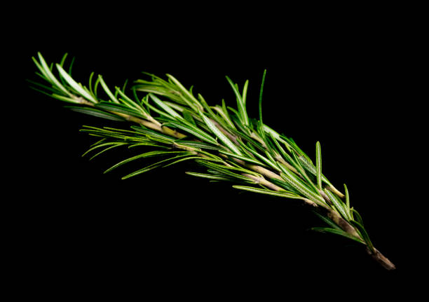 istock Rosemary leaves isolated 905865816