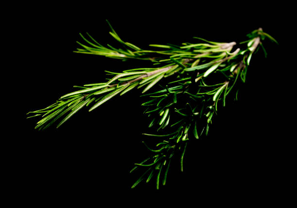 istock Rosemary leaves isolated 905865818