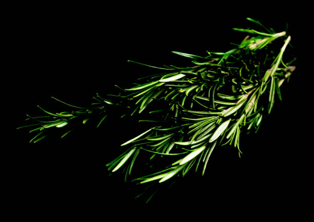 istock Rosemary leaves isolated 905865838