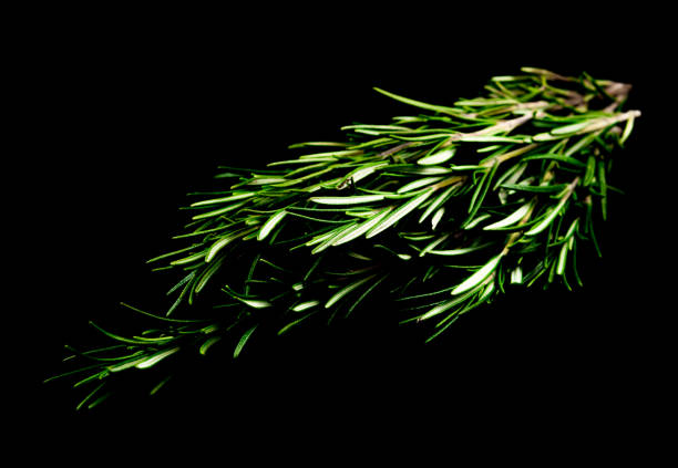 istock Rosemary leaves isolated 905865842