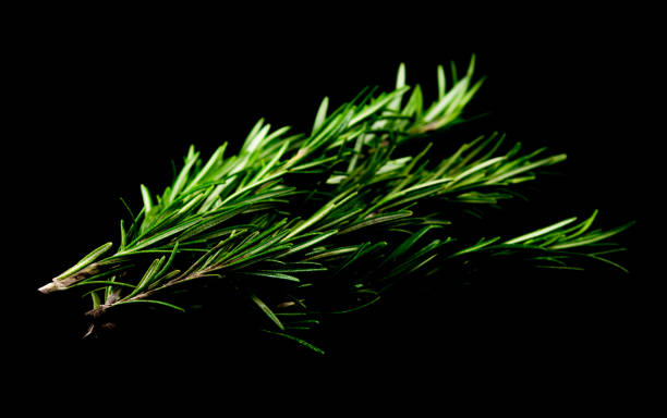 istock Rosemary leaves isolated 905865846