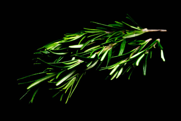 istock Rosemary leaves isolated 905865854
