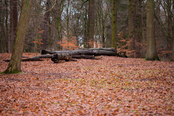 istock fallen leaves, autumn scenery in the park 905866578