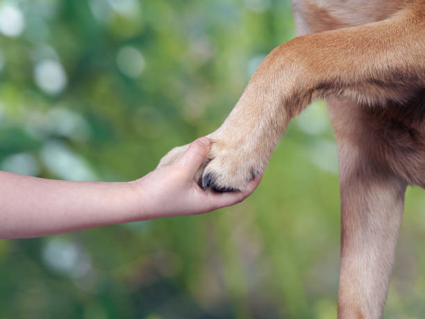 istock Child's hand and paw of dog 905866638