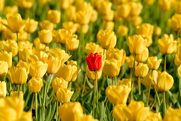 istock Single red tulip in field of yellow 90586787