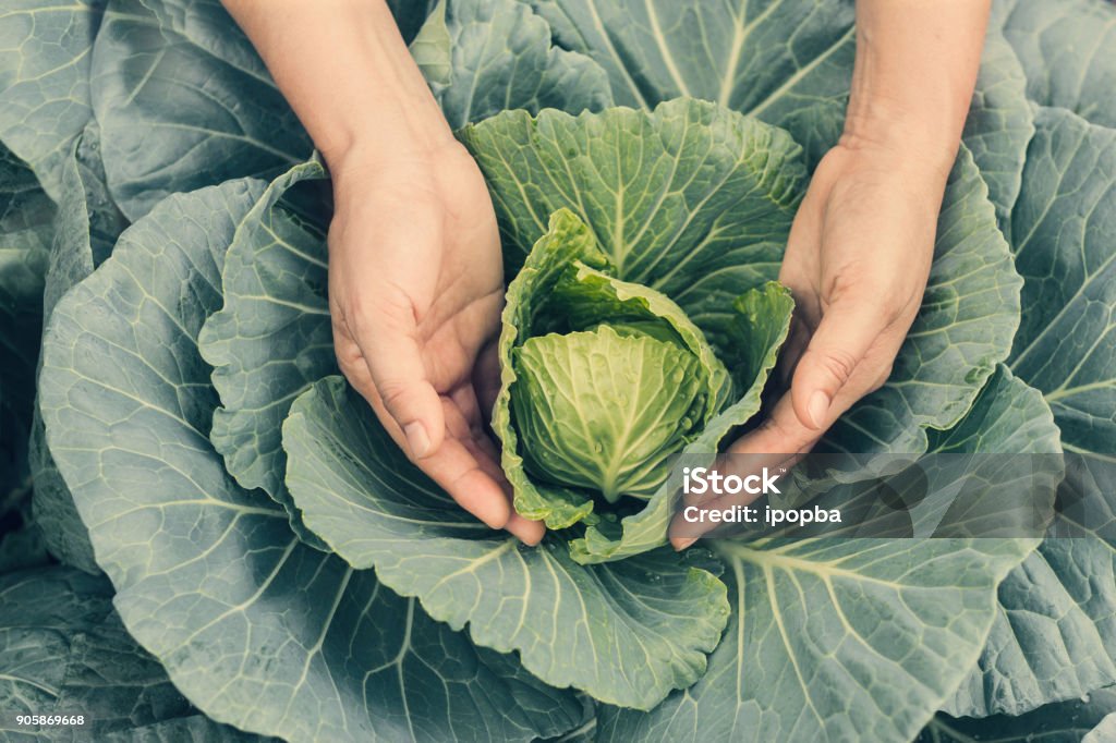 Organic vegetables in hands. Farmer holding and harvested fresh savoy cabbage harvested on the garden background Field Stubble Stock Photo