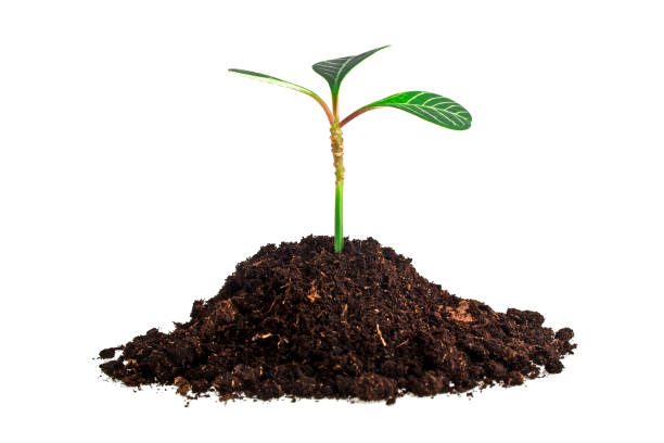istock Young plant with humus isolated on white background 905871770