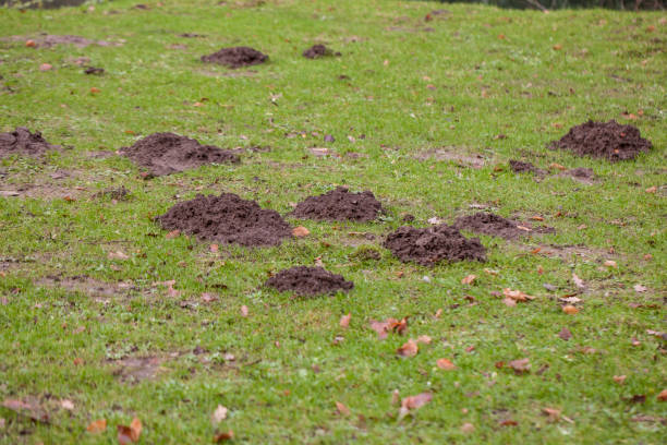 istock large number of moles on wages 905878370