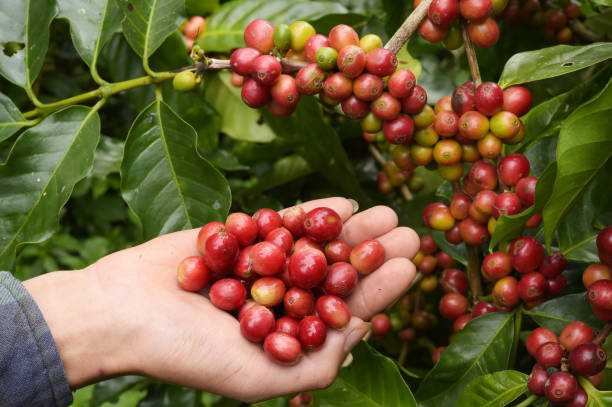 istock Close up of red berries coffee beans 905878472
