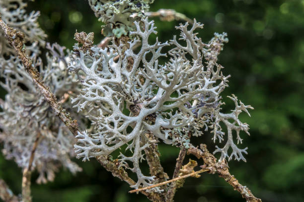 istock Reindeer lichen Cladonia rangiferina 905878668