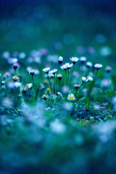 istock Early Morning Light Over Daisies 905878692