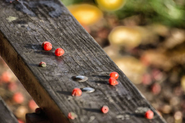 Red Yew berries fallen onto a park bench with some beginning to rot.