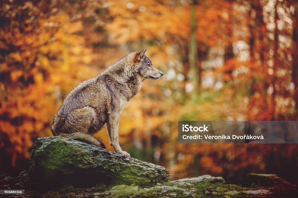 Wolf Sitting on the Stone in Autumn Forest. Wolf Stock Photo