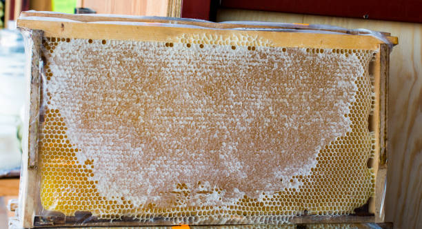 istock Fresh honey in the sealed comb frame 905887960