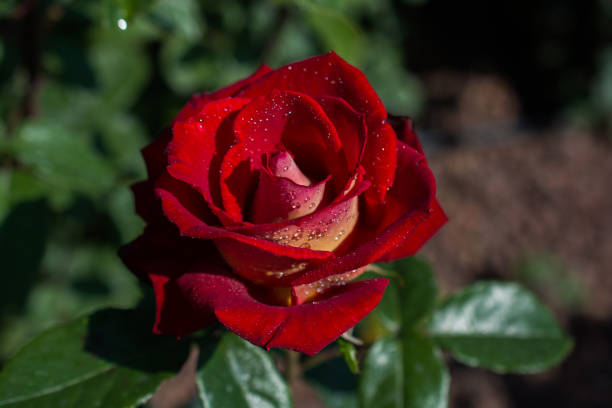 istock Beautiful fresh roses in close up view 905889390