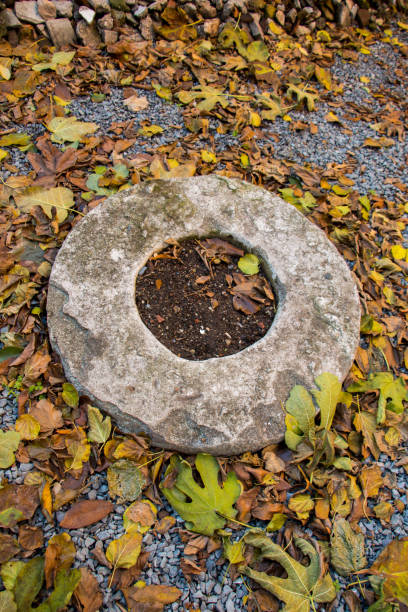 istock Dry leaves as an autumn background 905889458