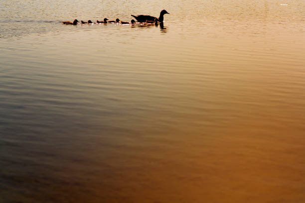 Profile duck swimming in a lake with the family, reflection of the landscape on a warm and sunny day in the state of Florida, United States