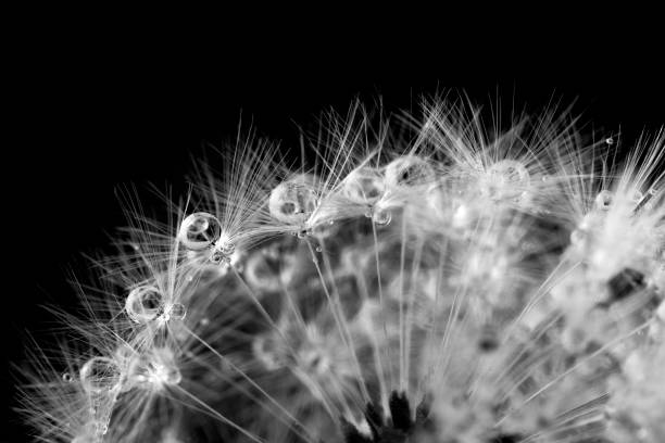 istock defocused drops on dandelion seed - abstract and minimalism 905893836