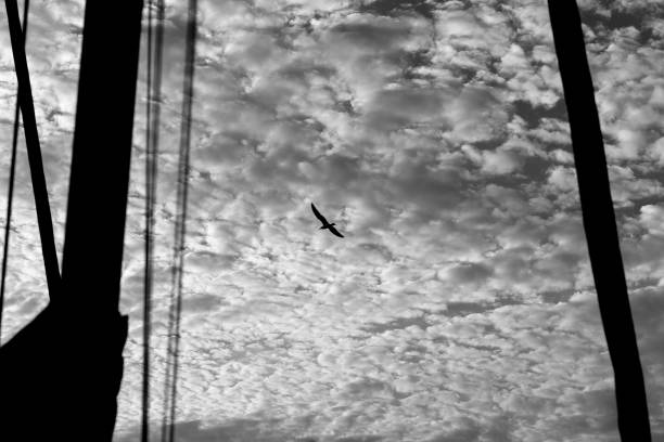 istock Bird in cloudy sky with black and white texture 905893962