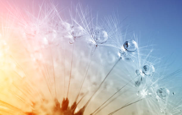 defocused drops on dandelion seed - abstract and minimalism - dandelion single flower flower seed imagens e fotografias de stock