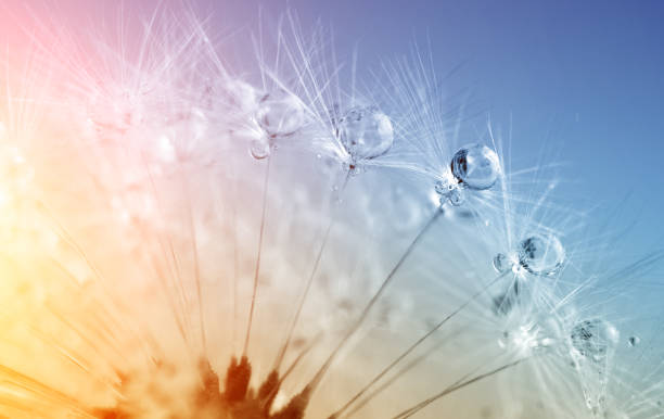 дефокусированы капли на одуванчик семян - абстрактные и минимализм - dandelion water dandelion seed dew стоковые фото и изображения