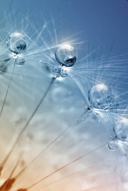 istock defocused drops on dandelion seed - abstract and minimalism 905894262