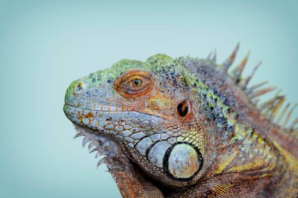 istock Green Iguana portrait 905897072