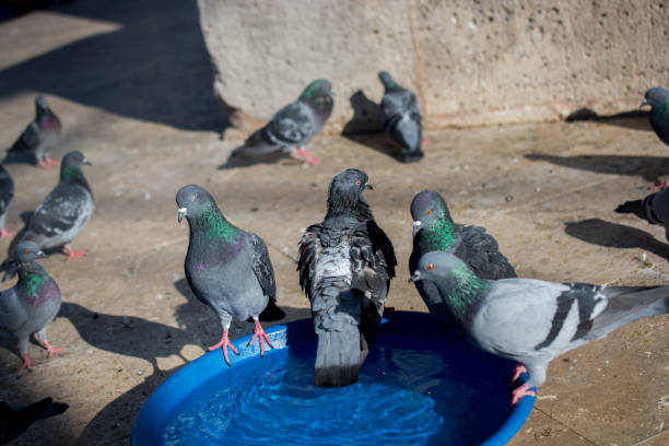 istock Lonely birds by live in urban environment 905897914