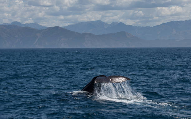 istock Sperm whale tail with water droplets 905898106