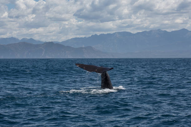 istock Sperm whale tail about to disappear under water 905898208