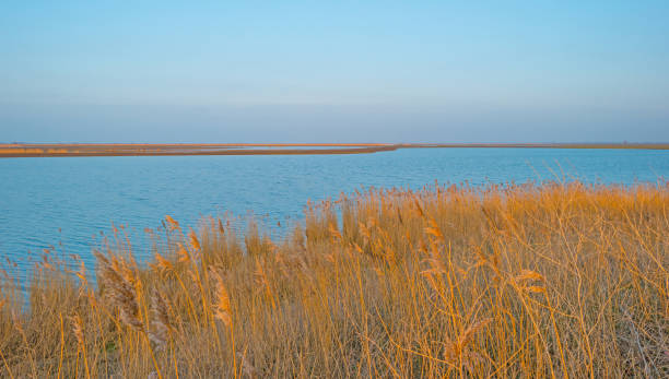 istock Reed along a pond at sunset in winter 905899118