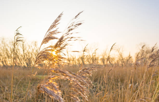 istock Sunset over a field with reed in winter 905899232