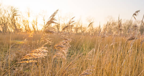 istock Sunset over a field with reed in winter 905899254