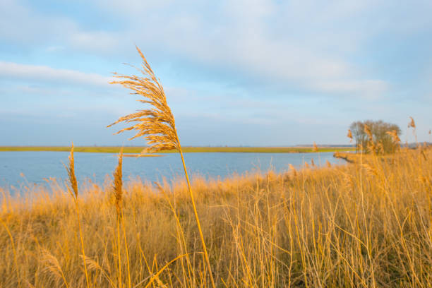 istock Reed along a lake in sunlight in winter 905902366