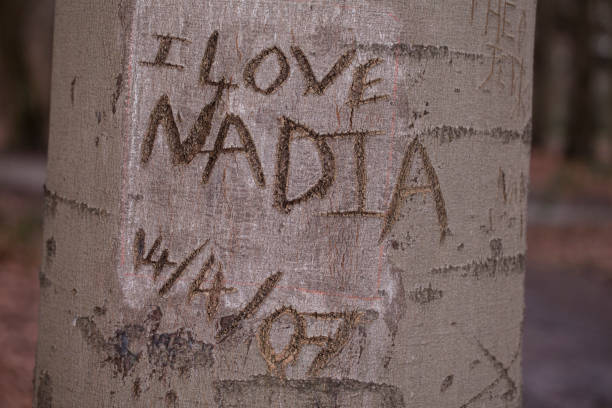 istock confession of love engraved in a tree, destroyed bark 905902466