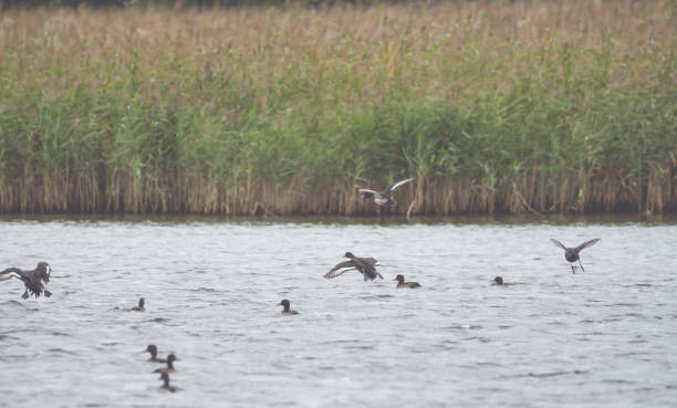 istock Many ducks swim and fly on the water 905902764