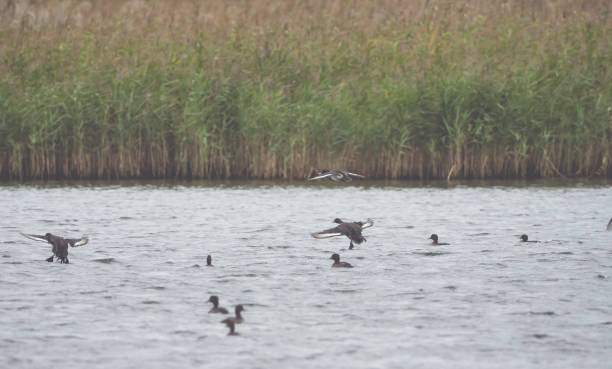 istock Many ducks swim and fly on the water 905902838