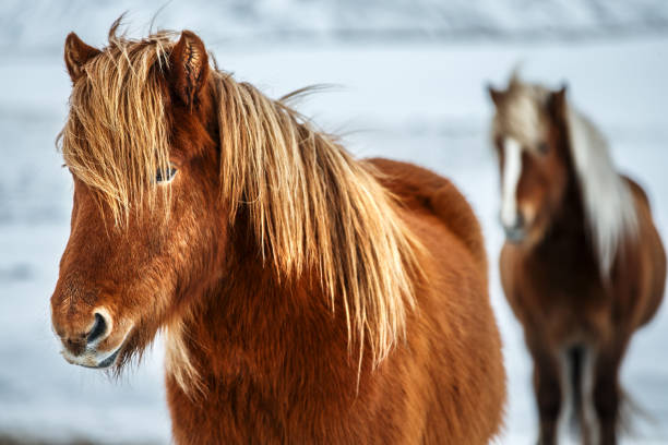 retrato de una hermosa caballos islandeses - horse iceland winter snow fotografías e imágenes de stock