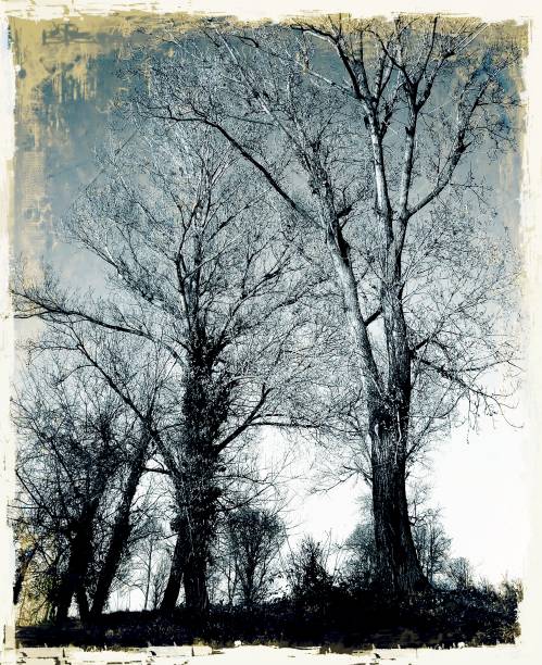 istock Grunge blue bare trees with worn borders. Nature background. 905906318