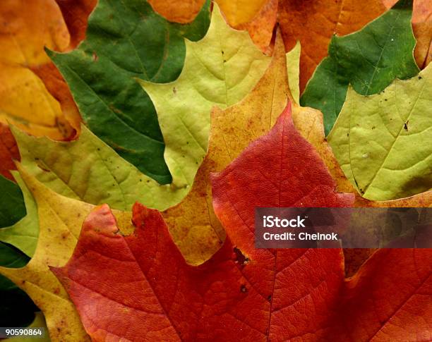 Autumnal Liście - zdjęcia stockowe i więcej obrazów Abstrakcja - Abstrakcja, Bez ludzi, Ciemny