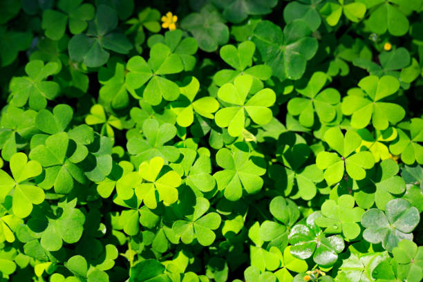 istock Clover and little yellow flower 905915060