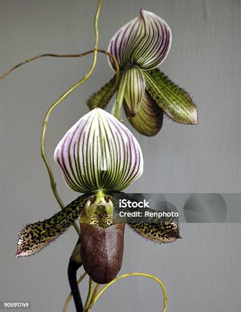 Wunderschöne Orchideen Stockfoto und mehr Bilder von Orchidee - Orchidee, Pflanzen, Blume