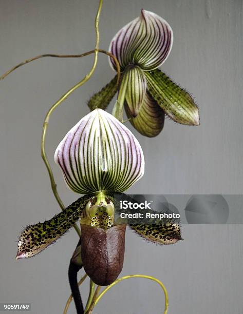 Photo libre de droit de Magnifiques Orchidées banque d'images et plus d'images libres de droit de Orchidée - Orchidée, Planter, Beauté